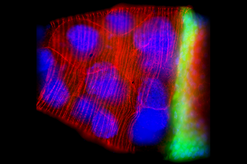 Active-Silicon-frame-grabbers-support-lifescience-and-microscopy