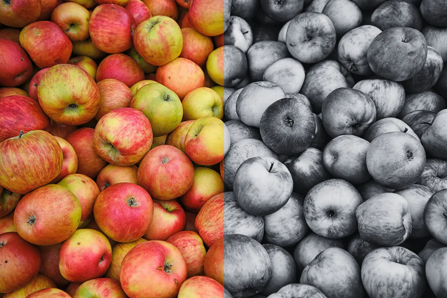 picture of apples, half in color, half in monochrome