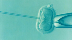 Microscope image of a cell embryo