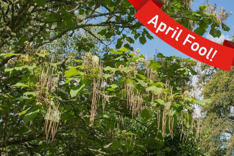 A spaghetti tree with an April Food banner in the corner