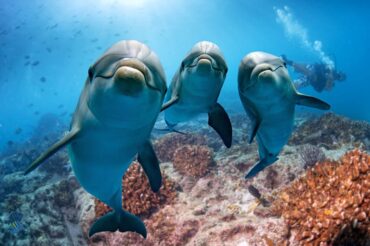 What is the Internet of Unterwater Things - dolphins looking curious