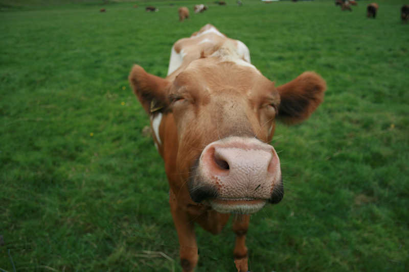 Happy cow in a field