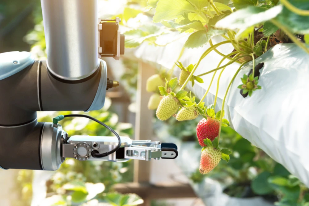 Robot arm picking strawberries