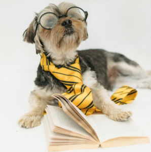 A dog wearing glasses and a tie reading a book