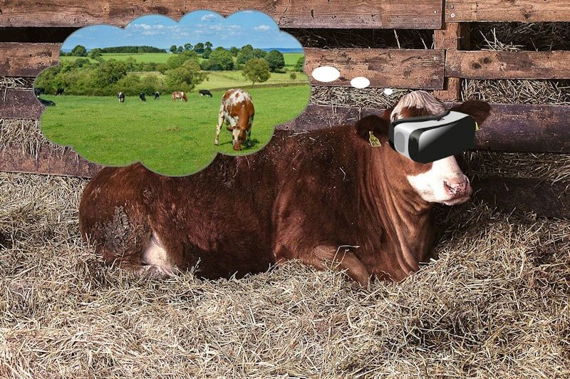 A cow in a barn wearing a VR headset and a thought cloud showing cows in a green field