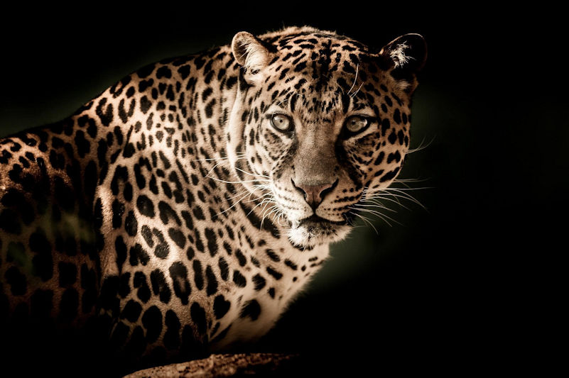 A leopard staring into the camera against a black background