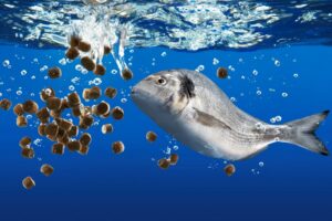 a fish viewed underwater with food pellets entering the water