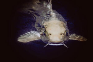 Close up of a fish in deep, dark water