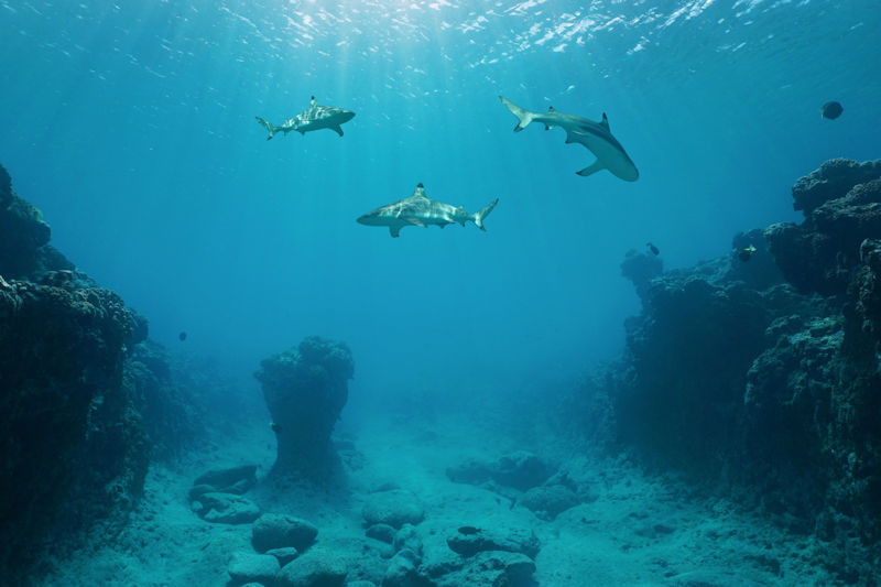 Three sharks circling near the ocean floor