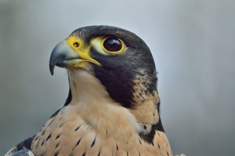 Peregrine Falcon head, nature inspiring computer vision